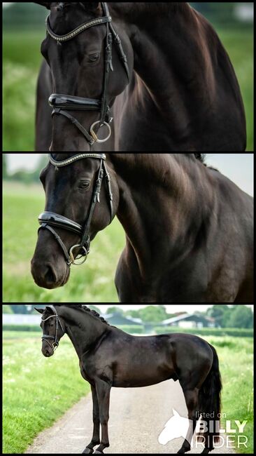 Impressive stallion, Imad, Horses For Sale, Den Bommel, Image 4