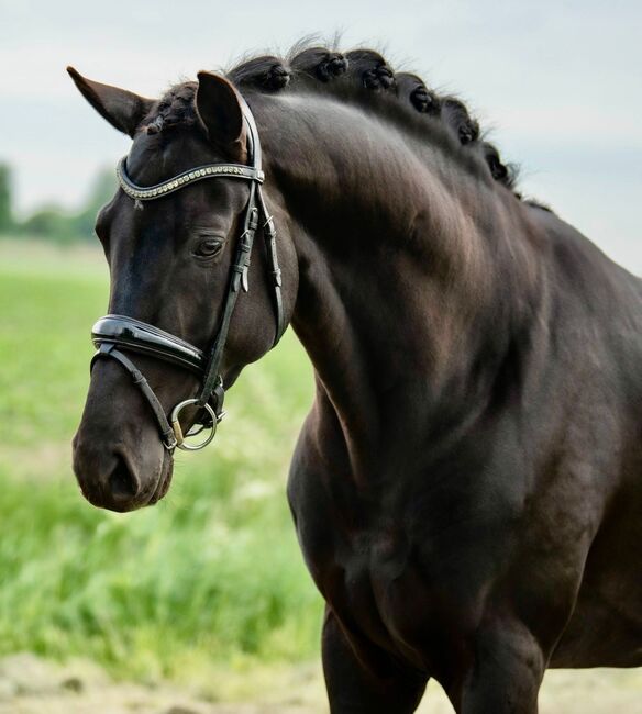 Impressive stallion, Imad, Horses For Sale, Den Bommel, Image 2
