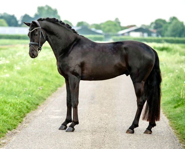 Impressive stallion, Imad, Horses For Sale, Den Bommel, Image 3
