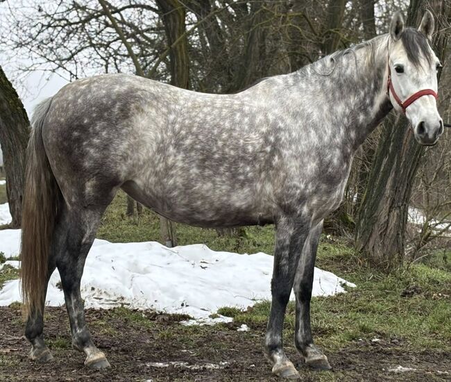 Imposing Andalusian half-breed mare, Katalin Nagy, Konie na sprzedaż, Hévízgyörk