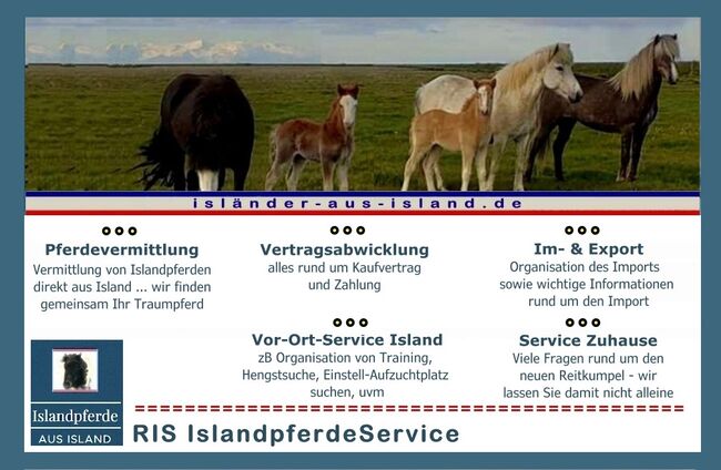 Importservice Islandpferde, Islandpferde-aus-Island, Other, Südisland