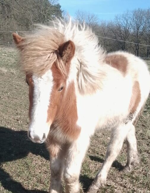 in DE: Jährlingsstute mit viel Tölt und freundlichem Wesen, Islandpferde-aus-Island, Horses For Sale, Südisland