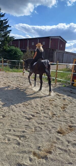 Guten Händen abzugeben , Staatprämiestute, Tanja Scholz , Horses For Sale, Allmendingen , Image 3