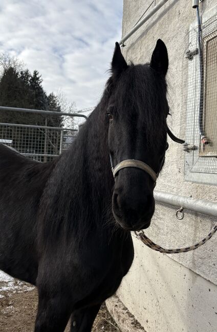 Ina sucht erfahrene Hände, Friedhelm Hanusch , Pferd kaufen, Feldkirchen