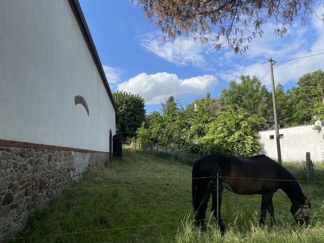 Pensionsplatz Pferd, Lisa, Horse Stables, Großweitzschen 