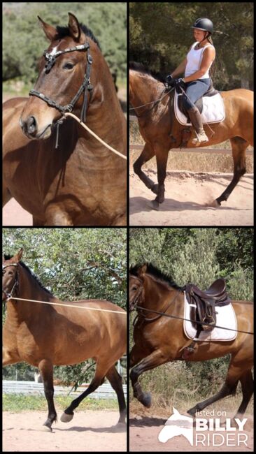 INDIA - wundervolle PRE-Stute, Katharina Schori, Horses For Sale, Thusis, Image 6
