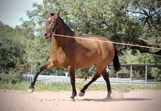 INDIA - wundervolle PRE-Stute, Katharina Schori, Horses For Sale, Thusis, Image 3