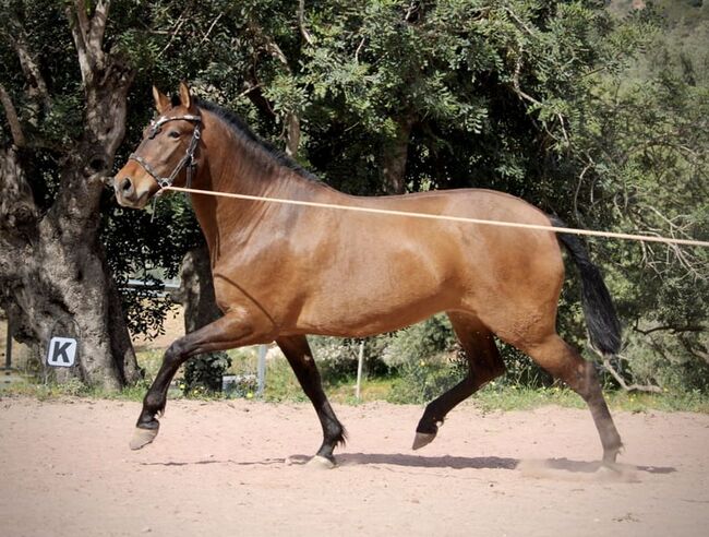 INDIA - wundervolle PRE-Stute, Katharina Schori, Horses For Sale, Thusis, Image 2