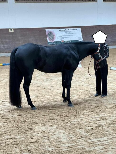 Indien Dela Lande - bildschöner Paint Horse Wallach mit Herz, Charakter und Potenzial, Kerstin Rehbehn (Pferdemarketing Ost), Pferd kaufen, Nienburg, Abbildung 3