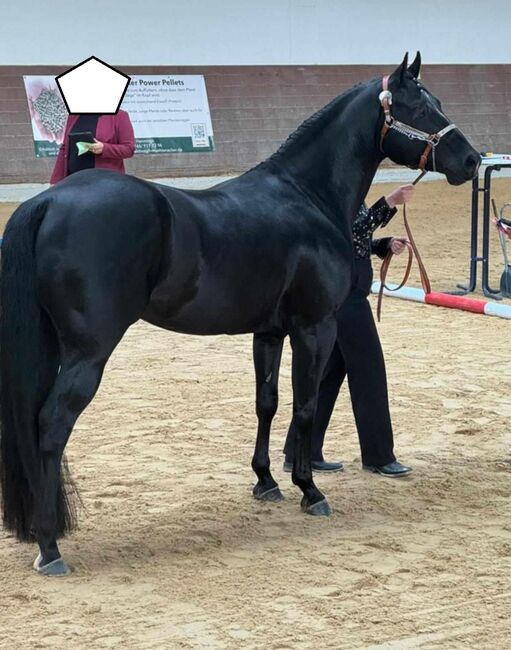 Indien Dela Lande - bildschöner Paint Horse Wallach mit Herz, Charakter und Potenzial, Kerstin Rehbehn (Pferdemarketing Ost), Pferd kaufen, Nienburg, Abbildung 4