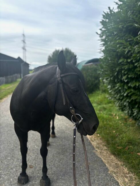 Indien Dela Lande - bildschöner Paint Horse Wallach mit Herz, Charakter und Potenzial, Kerstin Rehbehn (Pferdemarketing Ost), Pferd kaufen, Nienburg, Abbildung 9