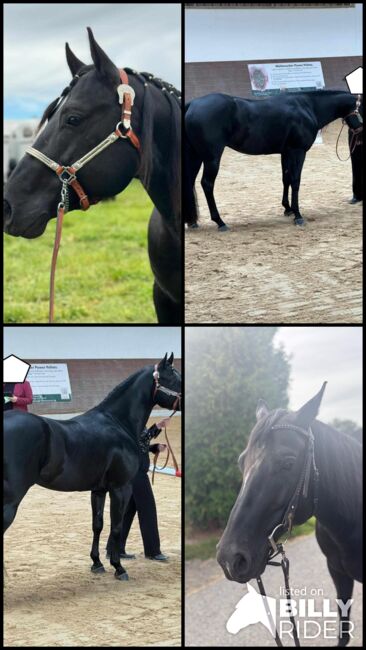 Indien Dela Lande - bildschöner Paint Horse Wallach mit Herz, Charakter und Potenzial, Kerstin Rehbehn (Pferdemarketing Ost), Pferd kaufen, Nienburg, Abbildung 11