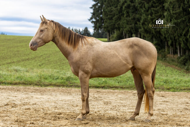 Infinit Moonshine RR - American Quarter Horse, Hengst, 3 Jahre, Classic Champagne, WOW Pferd  (WOW Pferd), Pferd kaufen, Bayern - Attenkirchen, Abbildung 4