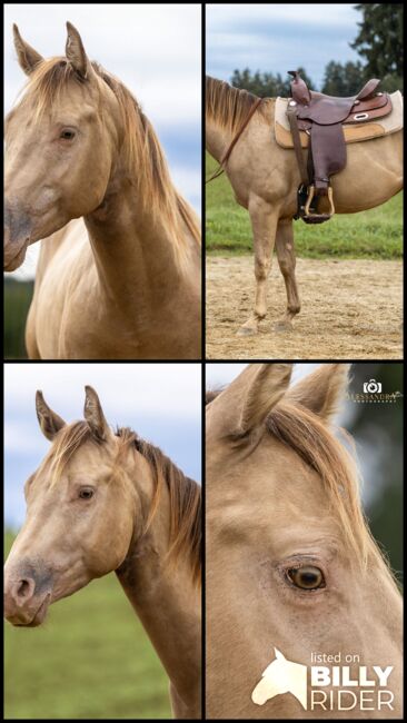 Infinit Moonshine RR - American Quarter Horse, Hengst, 3 Jahre, Classic Champagne, WOW Pferd  (WOW Pferd), Pferd kaufen, Bayern - Attenkirchen, Abbildung 9