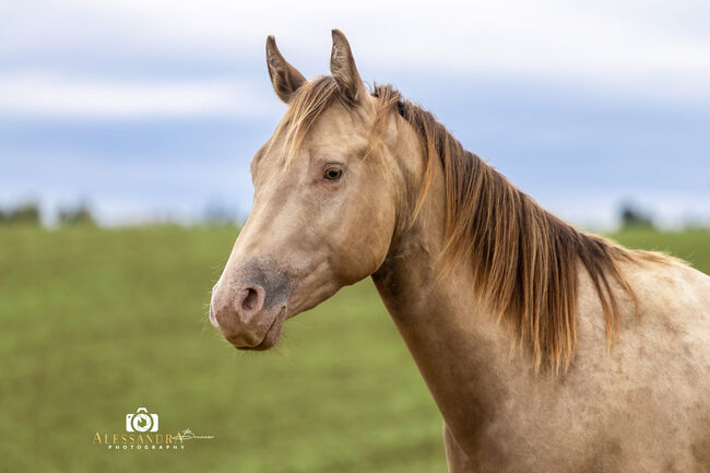 Infinit Moonshine RR - American Quarter Horse, Hengst, 3 Jahre, Classic Champagne, WOW Pferd  (WOW Pferd), Konie na sprzedaż, Bayern - Attenkirchen, Image 5