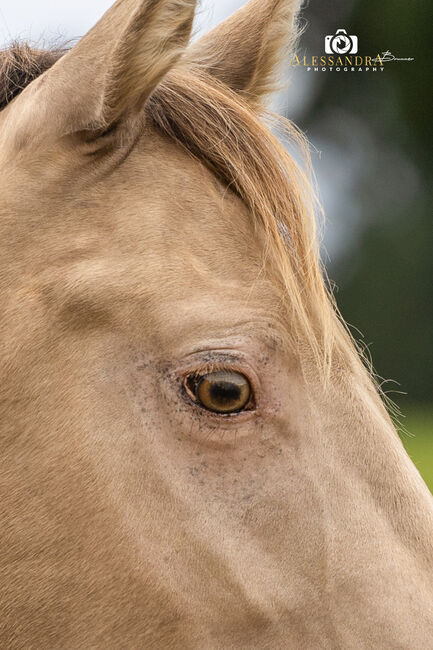 Infinit Moonshine RR - American Quarter Horse, Hengst, 3 Jahre, Classic Champagne, WOW Pferd  (WOW Pferd), Konie na sprzedaż, Bayern - Attenkirchen, Image 3