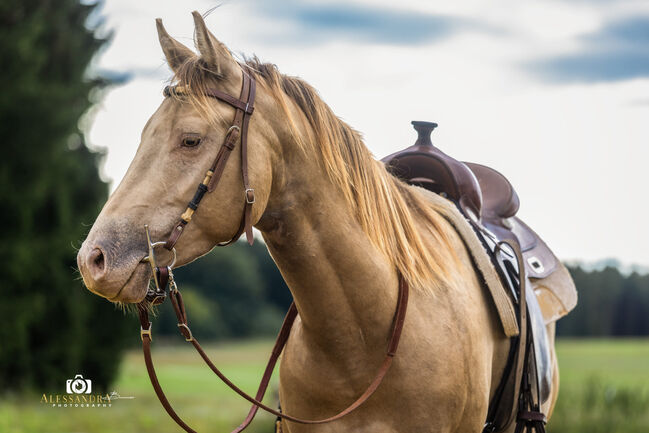Infinit Moonshine RR - American Quarter Horse, Hengst, 3 Jahre, Classic Champagne, WOW Pferd  (WOW Pferd), Konie na sprzedaż, Bayern - Attenkirchen, Image 2
