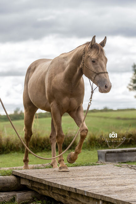 Infinit Moonshine RR - American Quarter Horse, Hengst, 3 Jahre, Classic Champagne, WOW Pferd  (WOW Pferd), Konie na sprzedaż, Bayern - Attenkirchen, Image 7