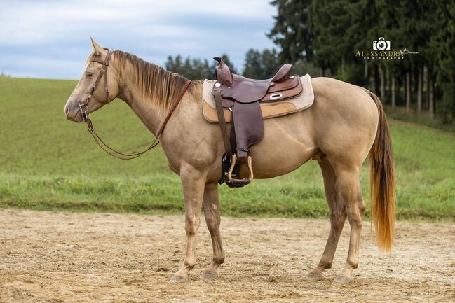 Infinit Moonshine RR - American Quarter Horse, Hengst, 3 Jahre, Classic Champagne, WOW Pferd  (WOW Pferd), Horses For Sale, Bayern - Attenkirchen, Image 6