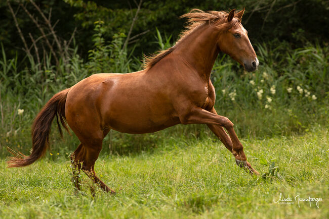 #infoal #specialcolorguarantee, WOW Pferd  (WOW Pferd), Horses For Sale, Bayern - Attenkirchen, Image 2
