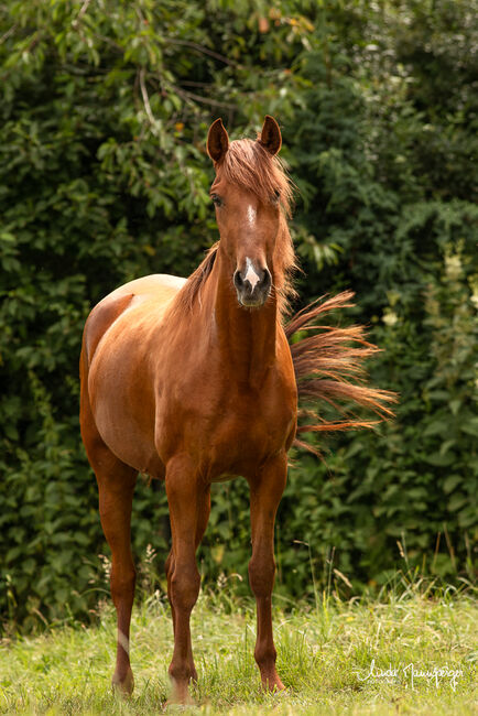 #infoal #specialcolorguarantee, WOW Pferd  (WOW Pferd), Horses For Sale, Bayern - Attenkirchen, Image 3