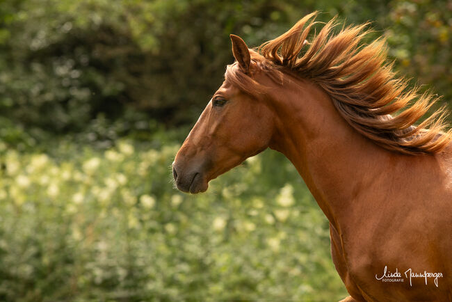 #infoal #specialcolorguarantee, WOW Pferd  (WOW Pferd), Horses For Sale, Bayern - Attenkirchen, Image 6