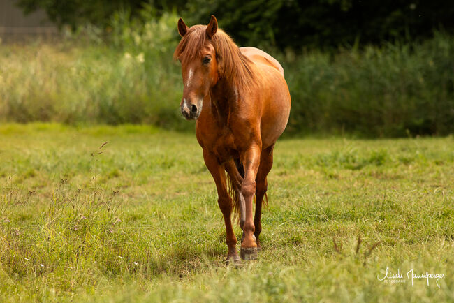 #infoal #specialcolorguarantee, WOW Pferd  (WOW Pferd), Konie na sprzedaż, Bayern - Attenkirchen, Image 4