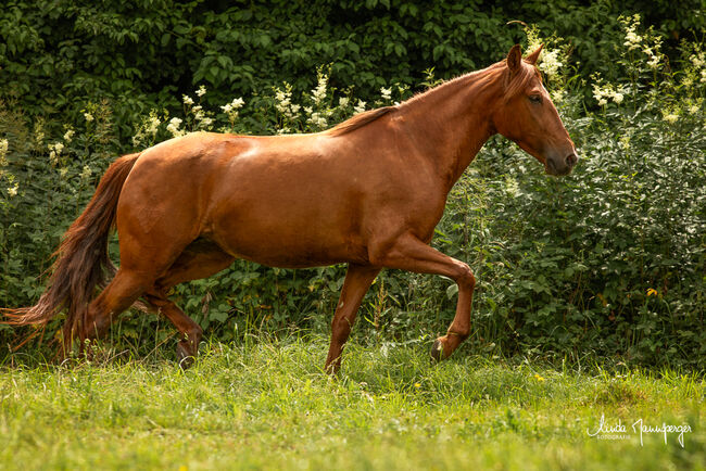 #infoal #specialcolorguarantee, WOW Pferd  (WOW Pferd), Konie na sprzedaż, Bayern - Attenkirchen, Image 5