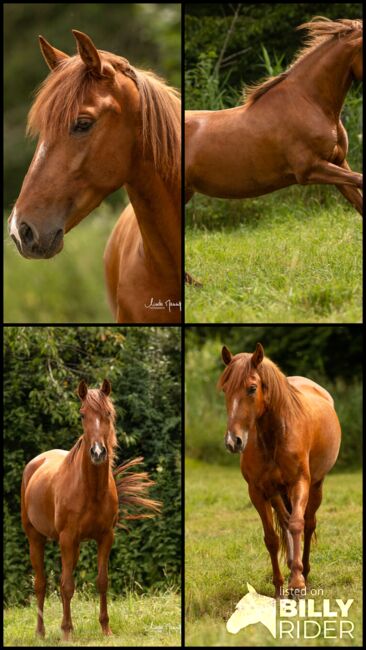 #infoal #specialcolorguarantee, WOW Pferd  (WOW Pferd), Horses For Sale, Bayern - Attenkirchen, Image 7