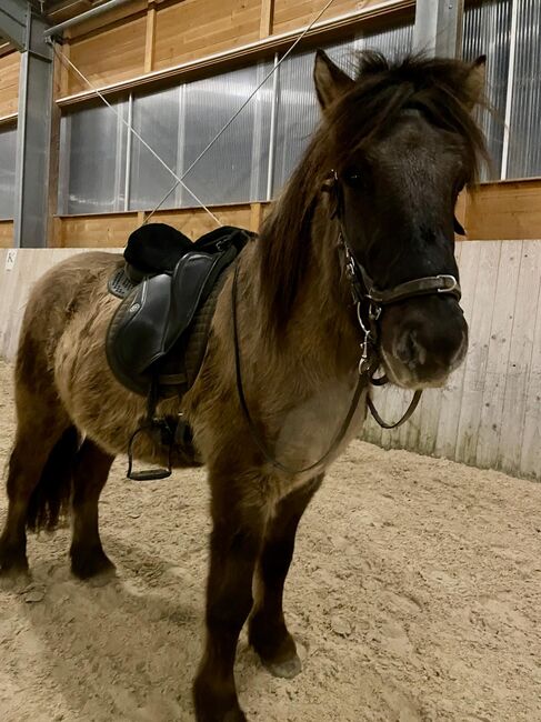Ingi – Der perfekte Familienfreund mit Charme! ❤️‍, Daniela Prößl, Horses For Sale, Kemnath, Image 5