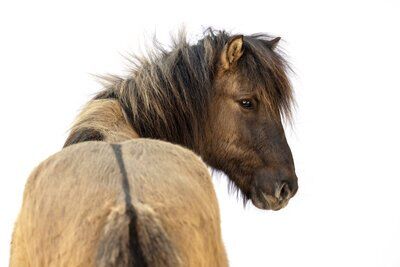 Ingi – Der perfekte Familienfreund mit Charme! ❤️‍, Daniela Prößl, Horses For Sale, Kemnath, Image 2