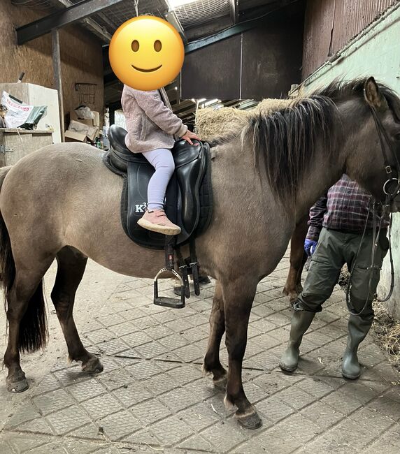 Ingi – Der perfekte Familienfreund mit Charme! ❤️‍, Daniela Prößl, Konie na sprzedaż, Kemnath, Image 6