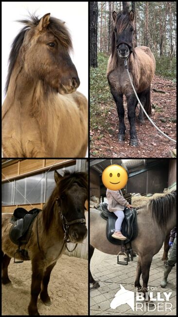 Ingi – Der perfekte Familienfreund mit Charme! ❤️‍, Daniela Prößl, Konie na sprzedaż, Kemnath, Image 7