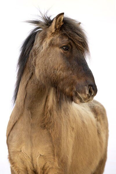 Ingi – Der perfekte Familienfreund mit Charme! ❤️‍, Daniela Prößl, Horses For Sale, Kemnath