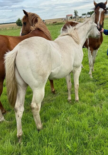 Wahnsinnig lieber Quarter Horse Hengst in toller Farbe, Kerstin Rehbehn (Pferdemarketing Ost), Horses For Sale, Nienburg, Image 4