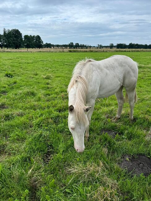 Wahnsinnig lieber Quarter Horse Hengst in toller Farbe, Kerstin Rehbehn (Pferdemarketing Ost), Horses For Sale, Nienburg, Image 5