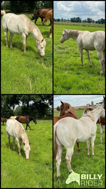 Wahnsinnig lieber Quarter Horse Hengst in toller Farbe, Kerstin Rehbehn (Pferdemarketing Ost), Horses For Sale, Nienburg, Image 11