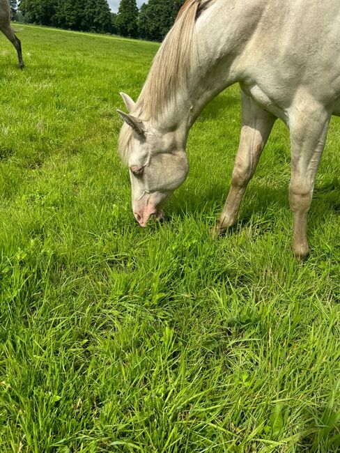 Wahnsinnig lieber Quarter Horse Hengst in toller Farbe, Kerstin Rehbehn (Pferdemarketing Ost), Horses For Sale, Nienburg, Image 9