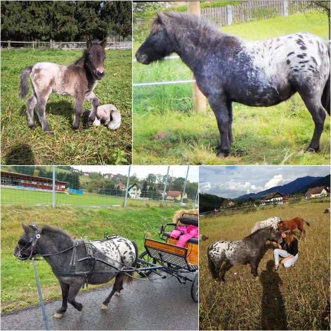 Wahnsinnig tolle Pferde und Ponys, P.a., Horses For Sale, Bruck an der Mur , Image 2