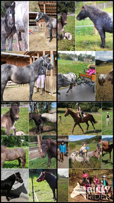 Wahnsinnig tolle Pferde und Ponys, P.a., Horses For Sale, Bruck an der Mur , Image 6