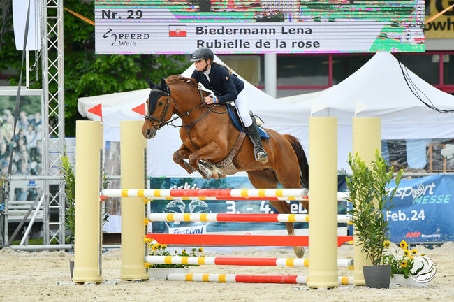 Lehrmeister für Turniereinsteiger, Lena Biedermann, Horses For Sale, Kirchberg-Thenning, Image 3