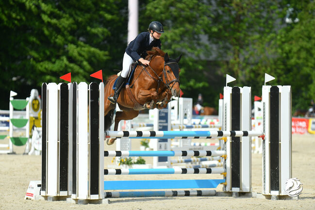 Lehrmeister für Turniereinsteiger, Lena Biedermann, Horses For Sale, Kirchberg-Thenning, Image 4