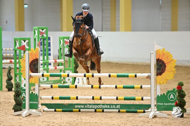 Lehrmeister für Turniereinsteiger, Lena Biedermann, Horses For Sale, Kirchberg-Thenning, Image 6