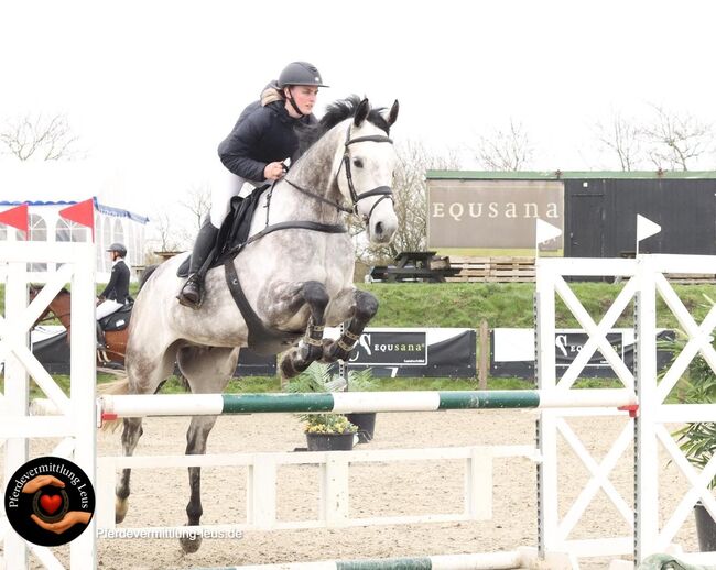 Lehrmeister bis L-Vielseitigkeit, Katharina Lehmann (Pferdevermittlung Leus), Konie na sprzedaż, Suhlendorf