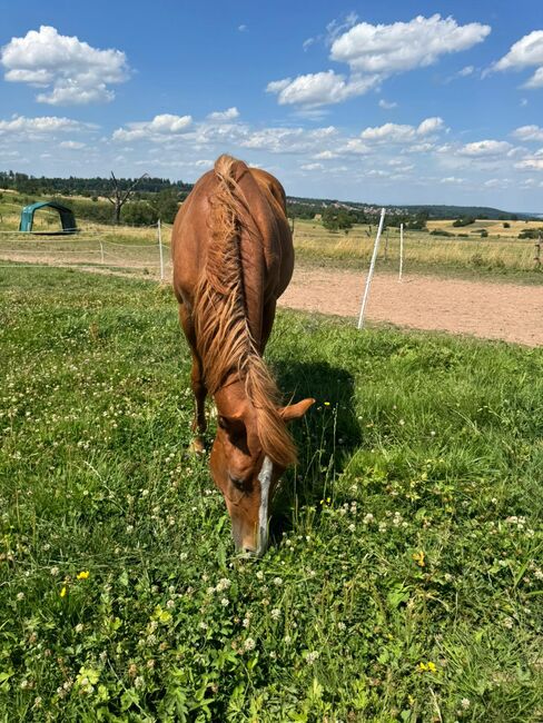 Interessant gezogener, korrekter Quarter Horse Jährling, Kerstin Rehbehn (Pferdemarketing Ost), Horses For Sale, Nienburg, Image 5