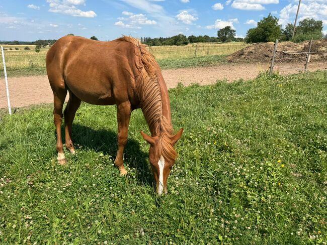 Interessant gezogener, korrekter Quarter Horse Jährling, Kerstin Rehbehn (Pferdemarketing Ost), Pferd kaufen, Nienburg, Abbildung 4