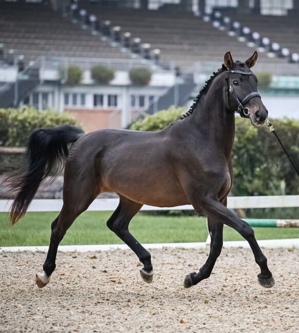 Interessanter 4 Jähriger CH-Wallach mit TOP Charakter, Beatrice Matos, Horses For Sale, Illhart, Image 4