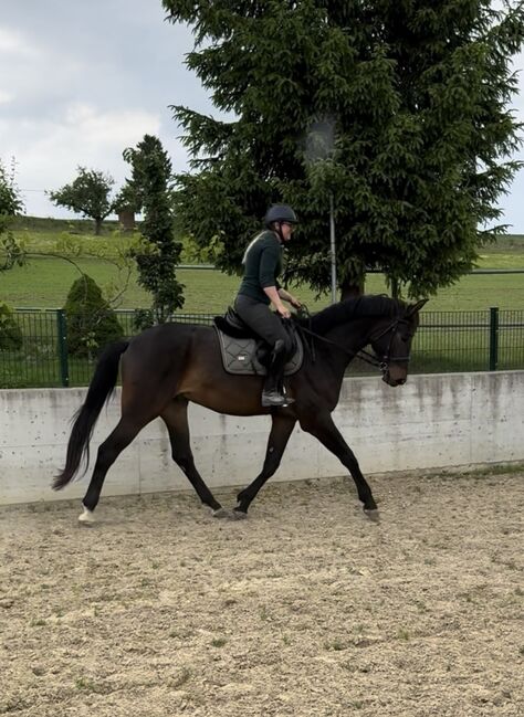 Interessanter 4 Jähriger CH-Wallach mit TOP Charakter, Beatrice Matos, Horses For Sale, Illhart, Image 6