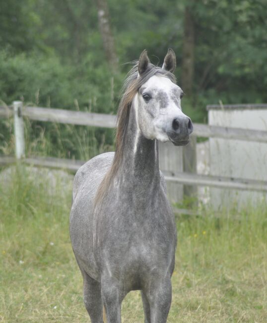 Interessante Jungstute, Cornelia Kolnberger, Horses For Sale, Gmunden, Image 4