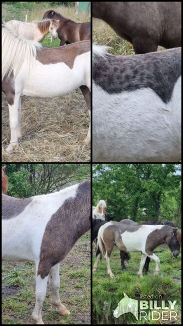 Interessante Jungstute Partbred Shetty, Nadine  (Shettyzucht Frechdachs ), Pferd kaufen, Heringen, Abbildung 5